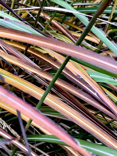 Miscanthus sinensis Yaku Jima | Wychwood Tasmania