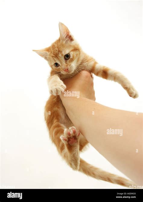 domestic cat kitten  held stock photo alamy