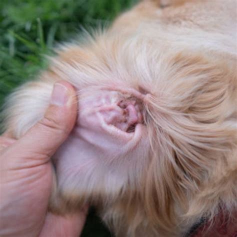 Pet Tick Prevention In Brampton ON | Heartlake Vet Hospital