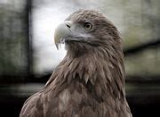 Category:Haliaeetus albicilla heads - Wikimedia Commons