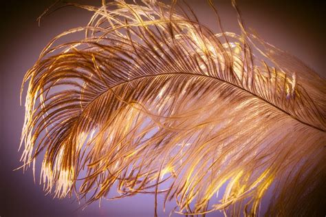 feather ease slightly  photo  pixabay pixabay