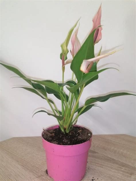 Anthurium lily | Aukce rostlin