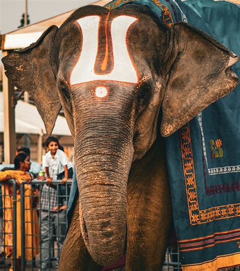 An elephant with a blue blanket on it's back photo – Free Tirumala ...