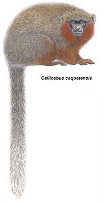 Laberinto en extinción: Mono tití de Caquetá (Plecturocebus caquetensis)