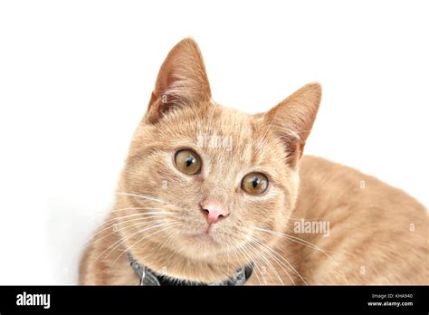young ginger tom cat stock photo alamy