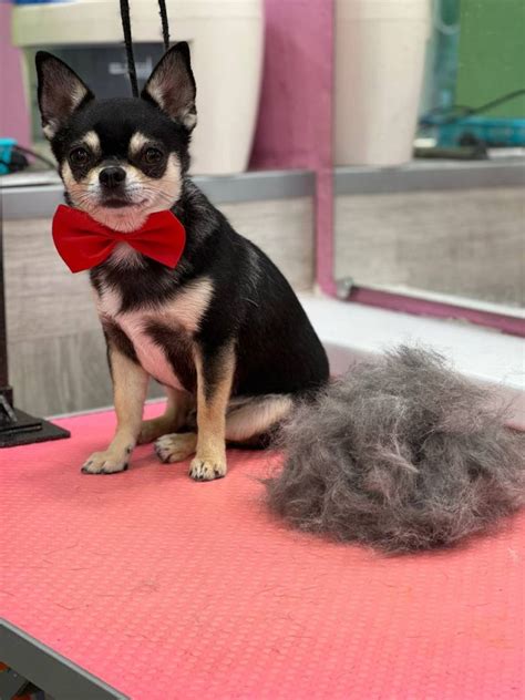 УХОД ЗА ЧИХУАХУА 🐕 от 1800 ₽ | Салон Groom Стерлитамак