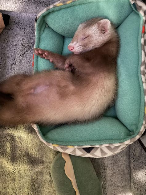 How do I get my ferret to stop pooping under my bed with out blocking