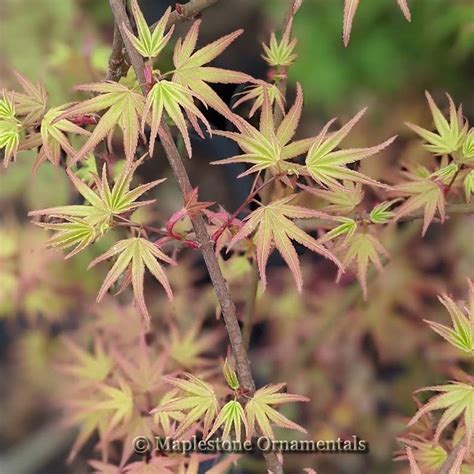 Japanese Maple Reference Chart | Maplestone Ornamentals Trees And ...