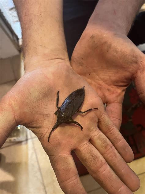 Giant Water Bug Bite Lethocerus Americanus Wikipedia