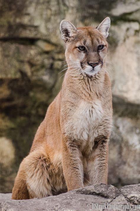 Cougar Big Animals, Cute Little Animals, Nature Animals, Animals And