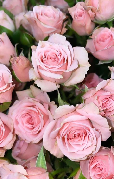 light pink flower wallpaper 5