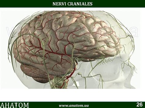 19 – NERVI CRANIALES#ЧЕРЕПНІ НЕРВИ – АНАТОМ | ANATOM.UA