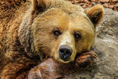 Bear Grizzly Brown - Free photo on Pixabay