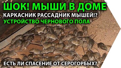 Защита от мышей в каркасном доме