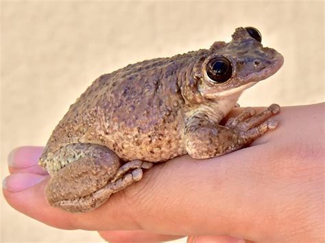 how to know if a frog is poisonous