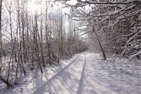 Неймовірні фото зимового лісу Чернігівщини (Фото) – ЧЕline