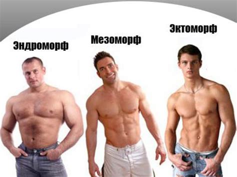 Эктоморф и мезоморф эндоморф как определить: 📌Типы телосложения ...