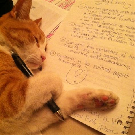 schrodingers cat cat study gif writing cat cat studying pfp