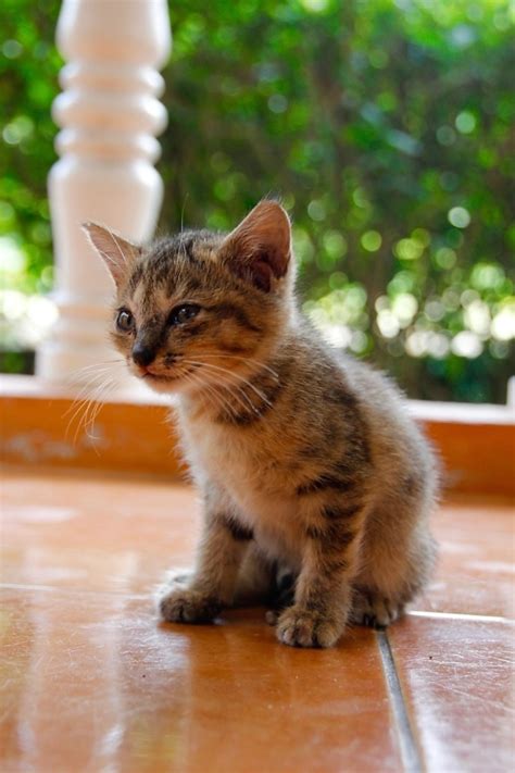 Free picture: cat, portrait, cute, animal, domestic cat, pet, feline ...