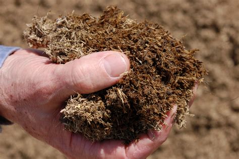 Застосування гною: більше користі чи шкоди? - Travelite AGRO