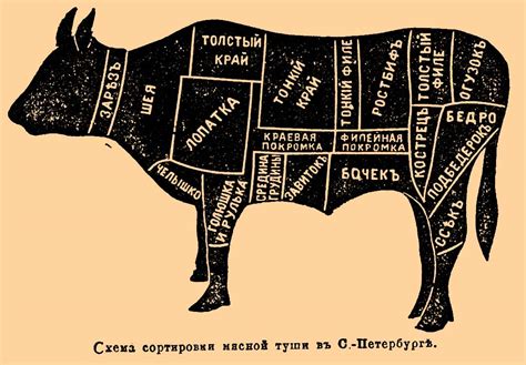 Говядина | это... Что такое Говядина?