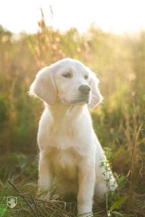 Are Golden Retrievers Easy To Train?