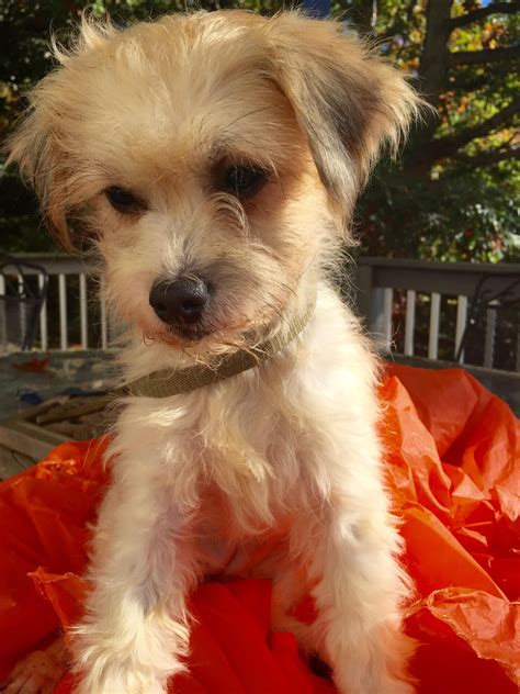 White Yorkie And Poodle Mix