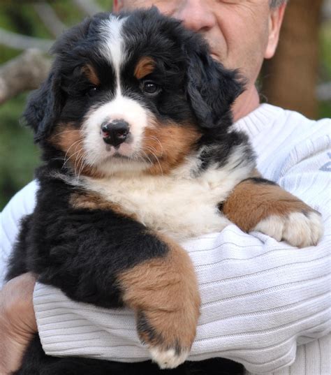 Pin by Amy Robinson on Bernese Mtn dogs | Bernice mountain dog, Bernese ...