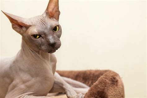 ¿Cómo Se Creó La Raza De Gatos Sin Pelo?