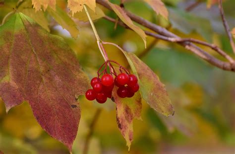 Viburnum Fruits Berries - Free photo on Pixabay