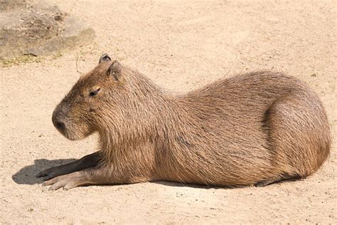 1.000+ Capivara Cabeça Em fotos de stock, imagens e fotos royalty-free ...