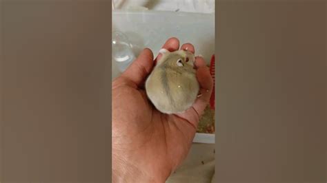 pregnant hamster | गर्भवती हम्सटर | 怀孕的仓鼠 | беременный хомяк | همستر ...