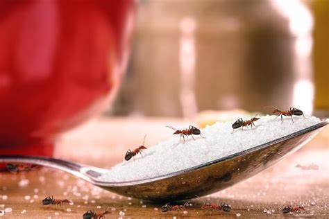 Faz Mal Comer Formiga De Açúcar - Mito ou verdade: comer açúcar quando tem formiga faz mal? Saiba os riscos