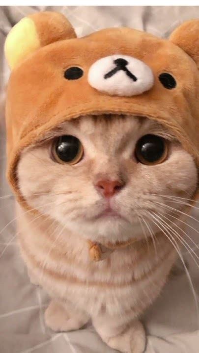 котики и сабачки - YouTube