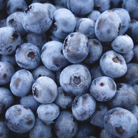 Blauwe Bessen - O'bio biologische bessen en zelfpluk