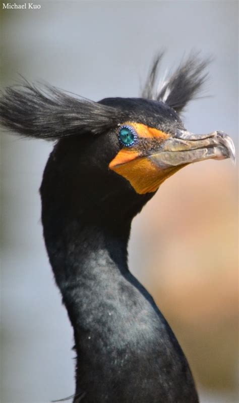 Phalacrocorax auritus (double-crested cormorant) at Midwestnaturalist.Com