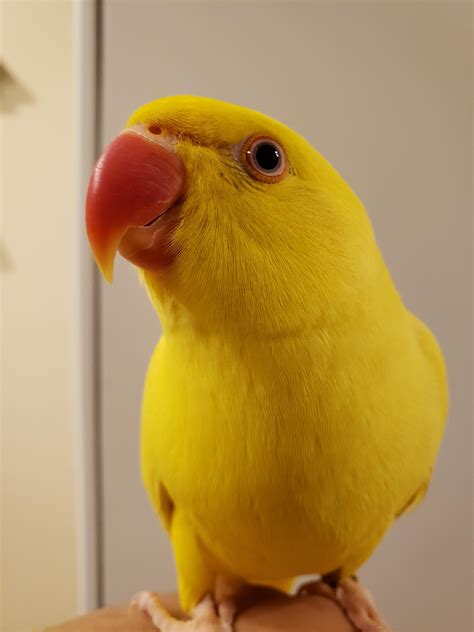 My Indian Ring Neck bird , photo Taken with the Note9. MODE: Auto : r ...