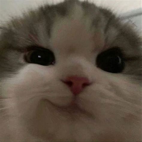 милый кот🤍🤍 | Cute cats, Cute cat gif, Cute cats photos