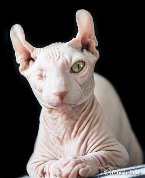 18 Dwelf Inspo ideas to save today | dwelf cat, cat breeds, sphynx cat