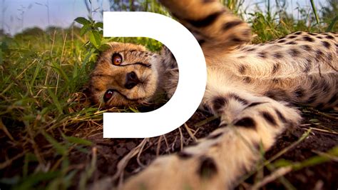 brand   logo  discovery channel