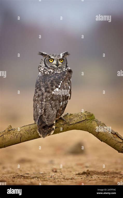 Spezies ein africanus Stockfotos und -bilder Kaufen - Alamy