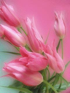 زهور GIF - تحميل ومشاركة علىPHONEKY