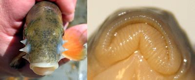 Virginia Tech Ichthyology Class : Who You Callin’ “Chubby?” Eastern ...