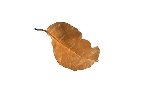 Premium Photo | Dry leaf on isolated background Clipping path