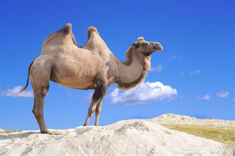 camel  humps stock  pictures royalty  images