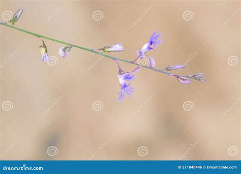 Polygala tenuifolia stock photo. Image of garden, herb - 271848446