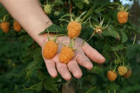 Малина: 25 лучших сортов на любой вкус