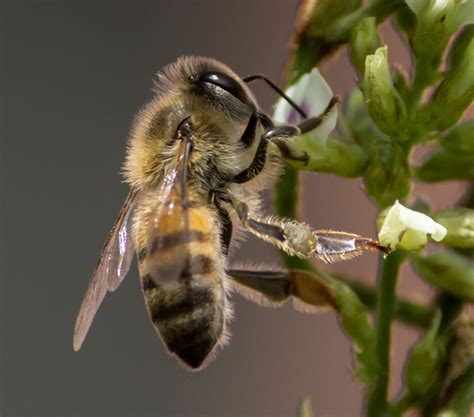 beeeee by Lainey39 | ePHOTOzine
