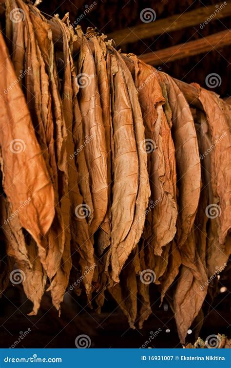 Dried Tobacco Leaves Royalty-Free Stock Photo | CartoonDealer.com #16931007