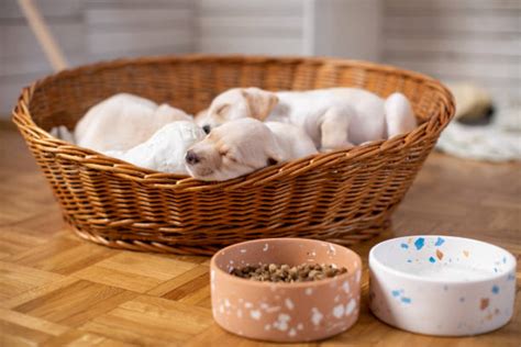 80+ Labrador Retriever Puppies Sleeping On Basket Stock Photos ...